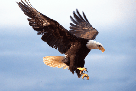 bald eagle flying 